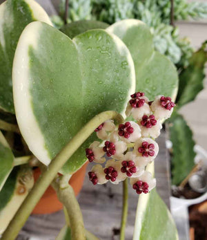 Hoya kerrii variegata [Sz:140MM]