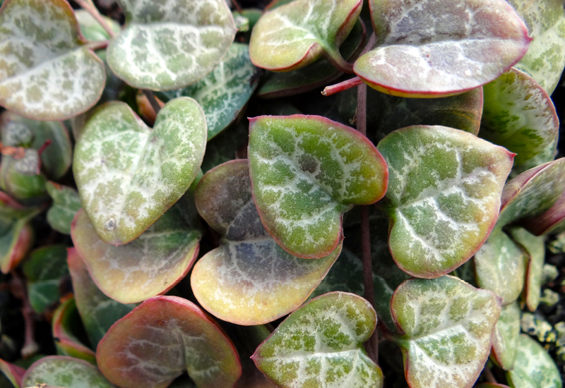 Ceropegia CHAIN HEARTS