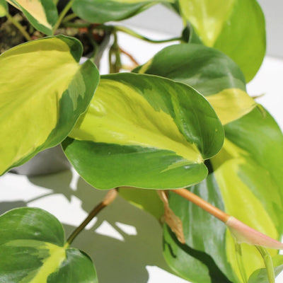 PHILODENDRON BRASIL [Sz:130MM]