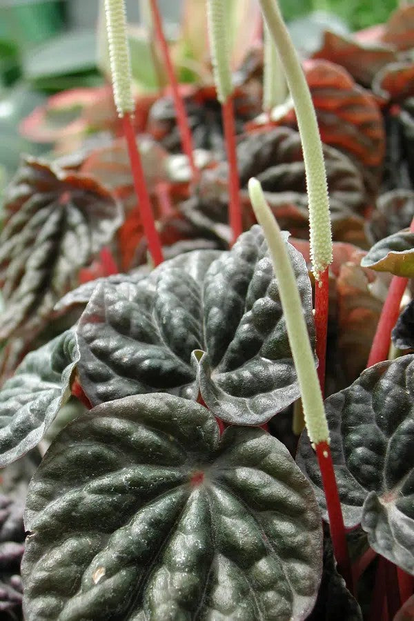 PEPEROMIA EMERALD RIPPLE