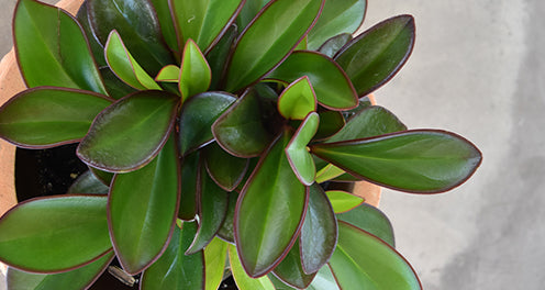 PEPEROMIA BRONZE EDGE