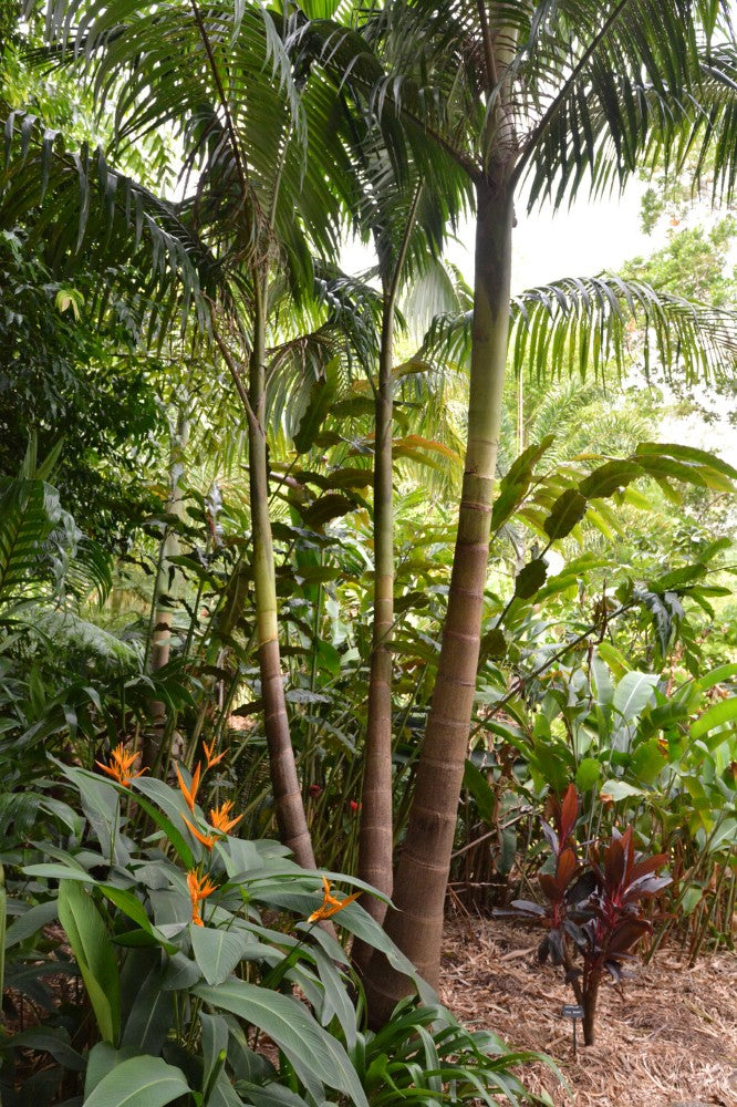 ARCHONTOP BANGALOW PALM [Sz:250MM]