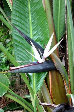 STRELITZIA NICOLAI 330MM