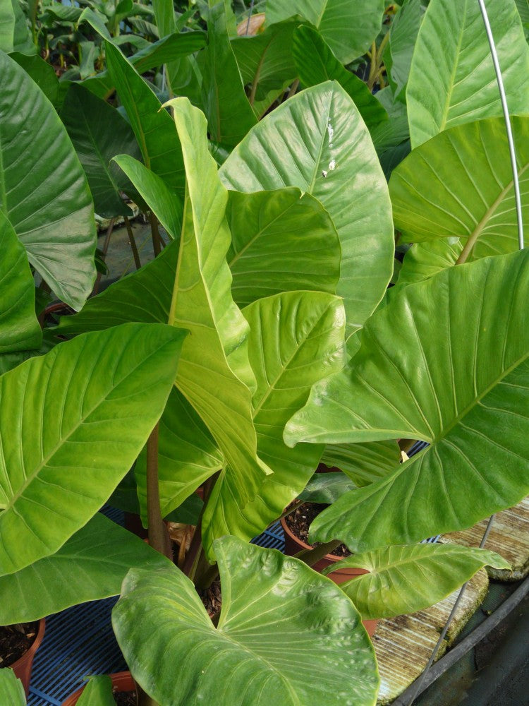 ALOCASIA GIGANTEA