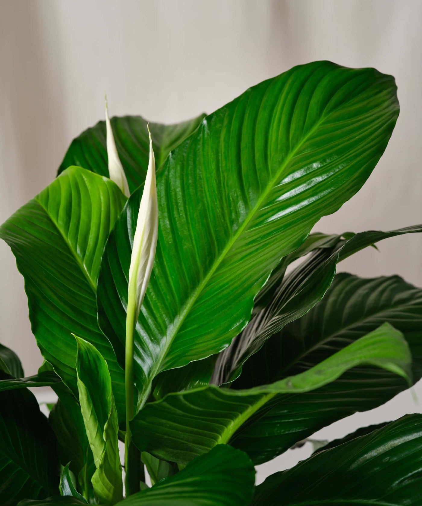 SPATHIPHYLLUM SENSATION [Sz:200MM]