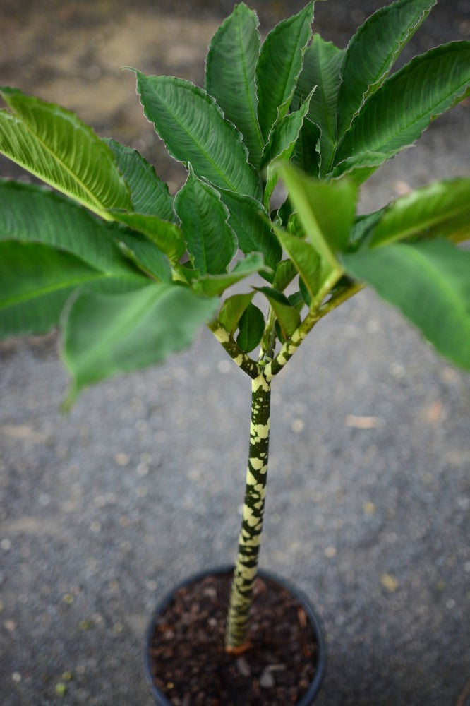 AMORPHOPHALLUS KONJAC (Voodoo Lily) – Garden Affair a Living Gift