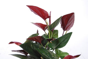 SYNGONIUM RED ARROW 120MM
