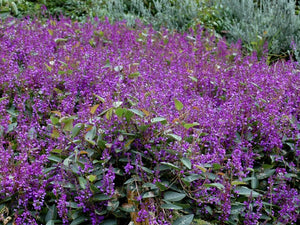 HARDENBERGIA SEA OF PURPLE 175MM