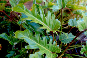 PHILODENDRON XANADU [Sz:140MM]