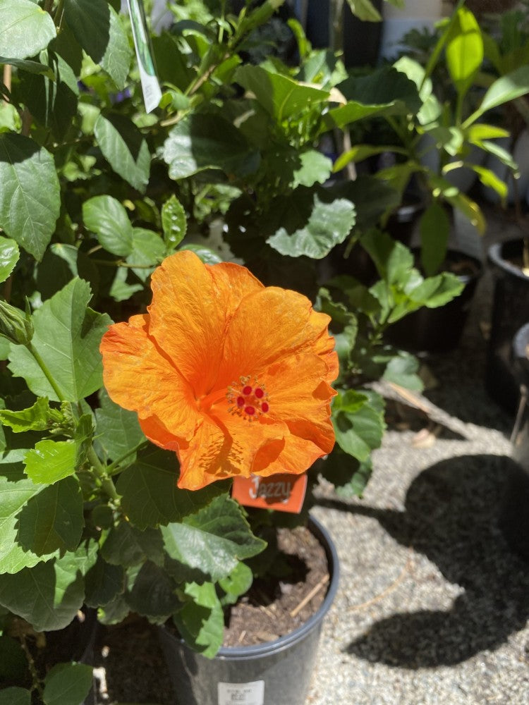 HIBISCUS JAZZY