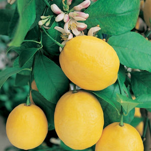 CITRUS LEMON MEYER [Sz:175MM]