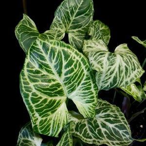 SYNGONIUM BATIK 130MM