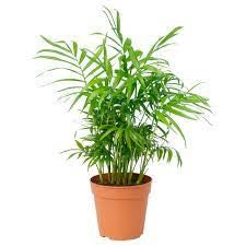 Chamaedorea elegans (Parlour Palm) [Sz:140MM]