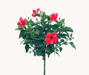 HIBISCUS STANDARD 11LT