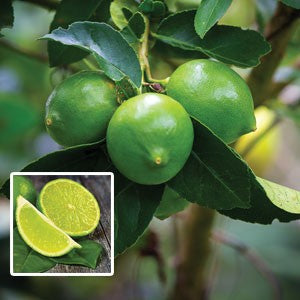 CITRUS LIME TAHITIAN [Sz:175MM]