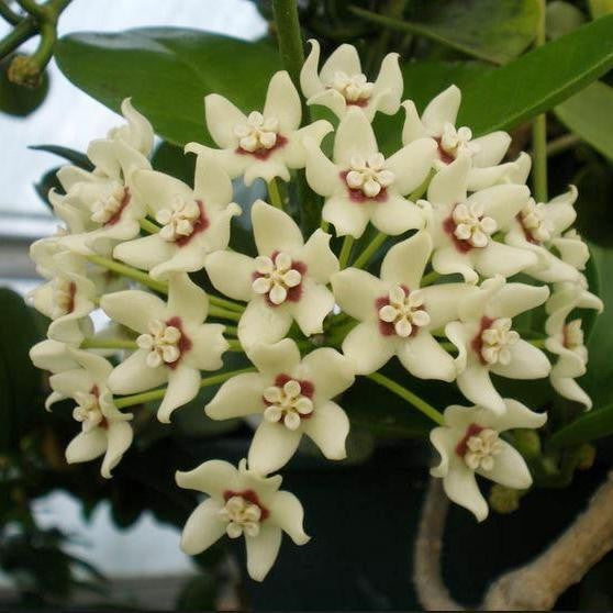 HOYA AUSTRALIAS120MM