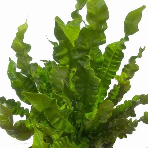 ASPLENIUM CRISPY WAVE [Sz:140MM]