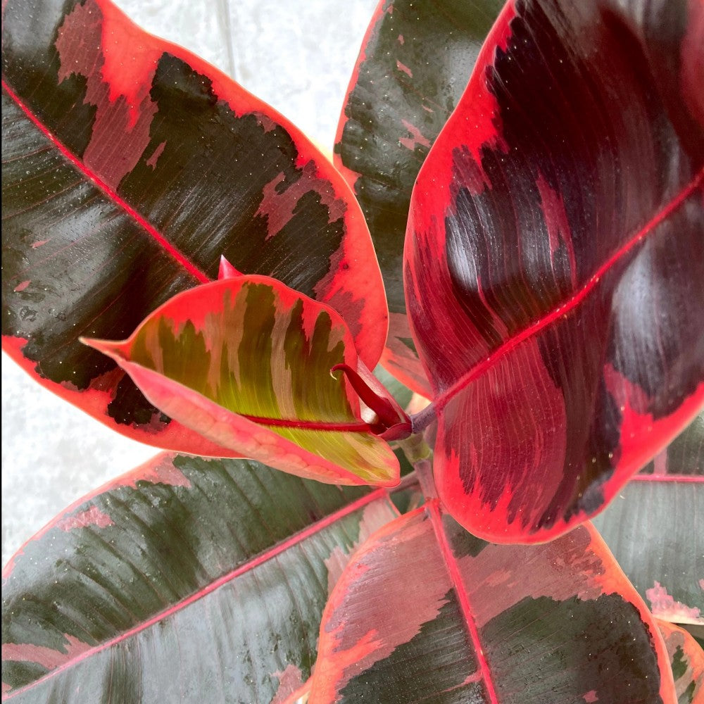 FICUS ELASTICA RUBY [Sz:250MM]