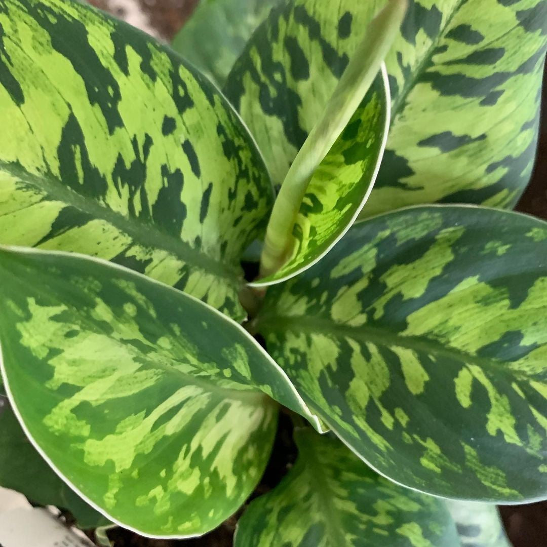 HOMALOMENA CAMOUFLAGE [Sz:140MM]