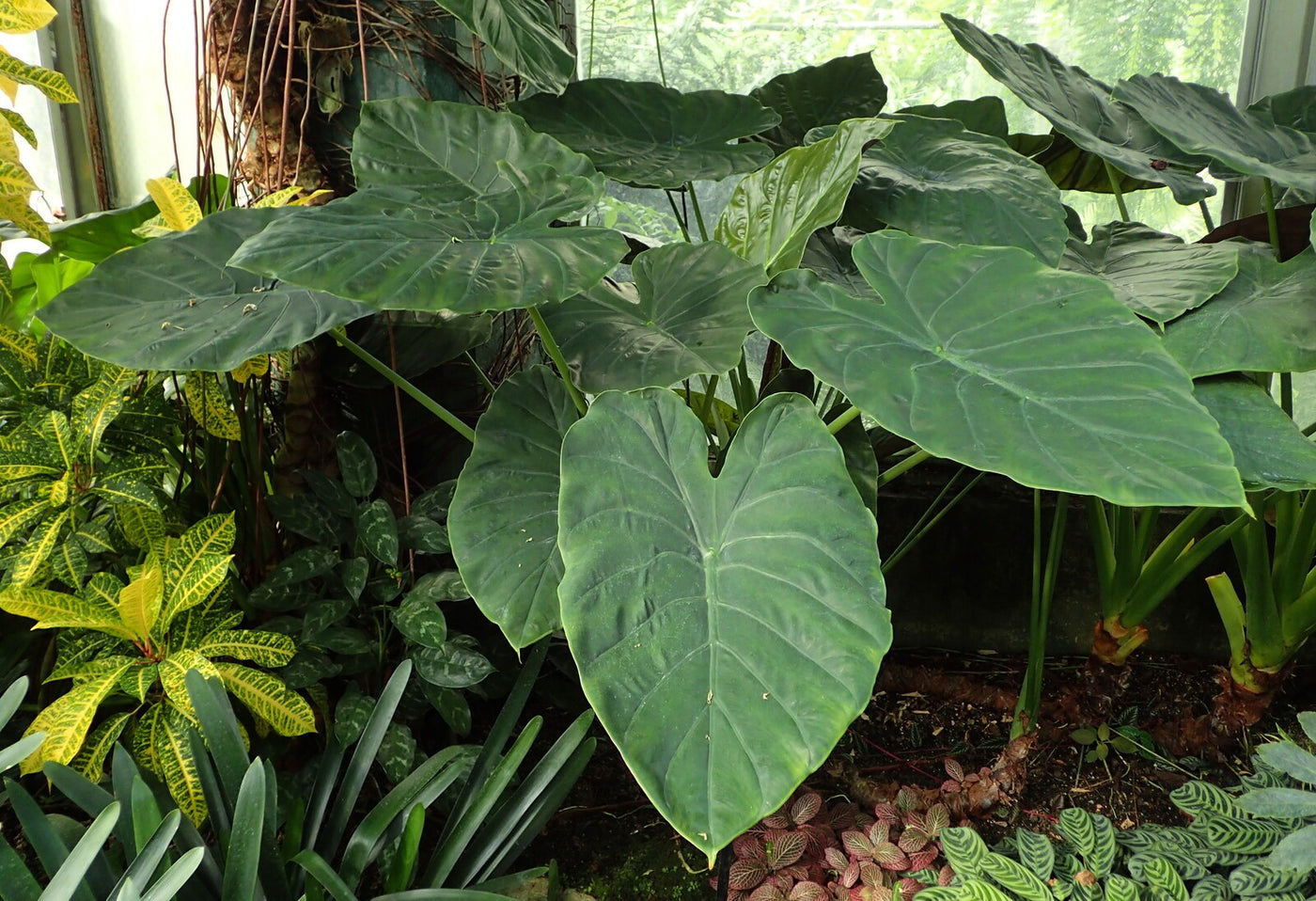 ALOCASIA WENTII [Sz:250MM]