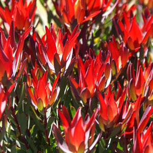 PROTEA RED DEVIL [Sz:140MM]