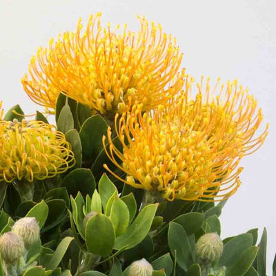 PROTEA CARNIVAL YELLOW [Sz:140MM]