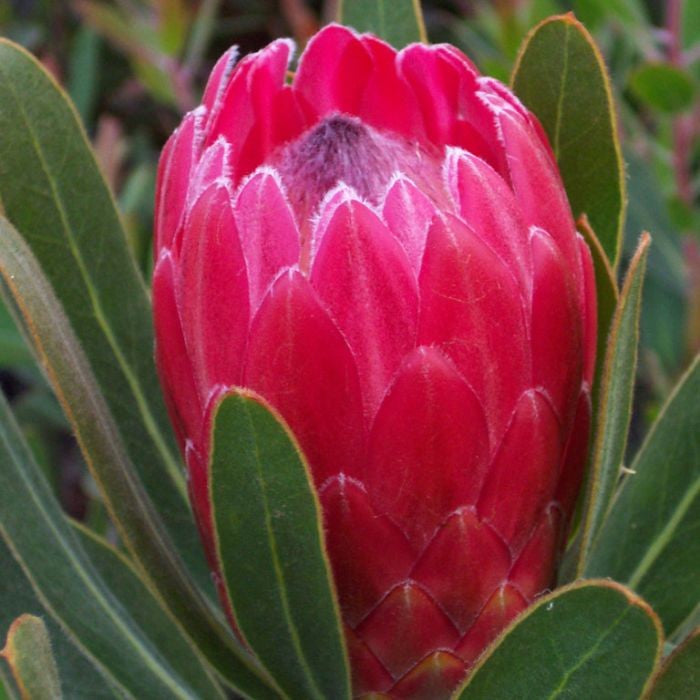 PROTEA SPECIAL PINK ICE [Sz:140MM]