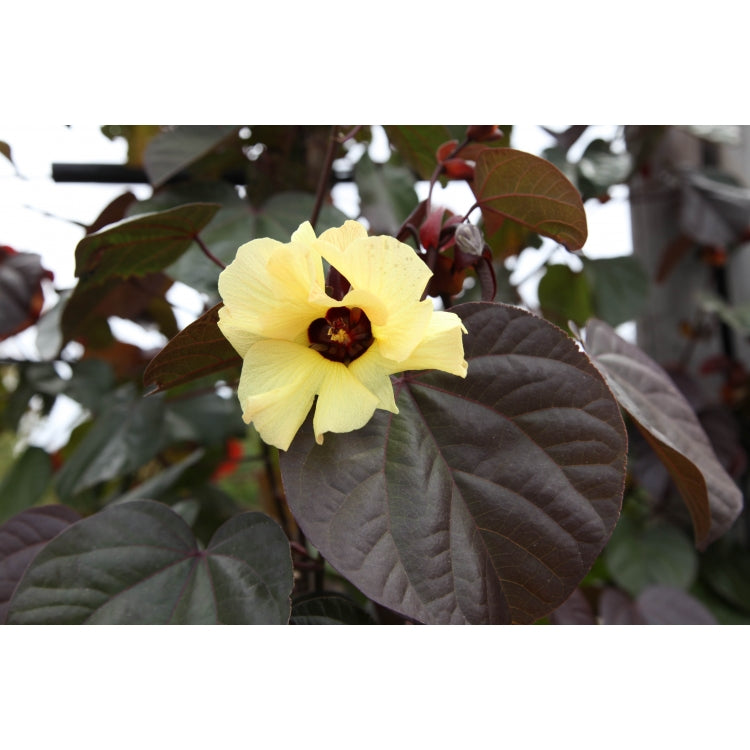 HIBISCUS TLIACEUS