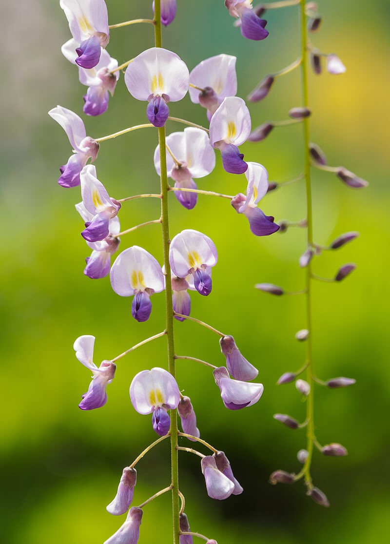 WISTERIA 200MM