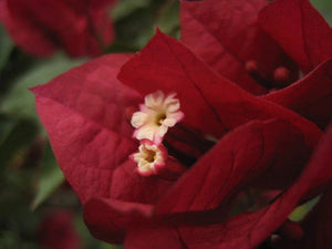 BOUGAINVILLEA GLOUSTER ROYAL [Sz:175MM]