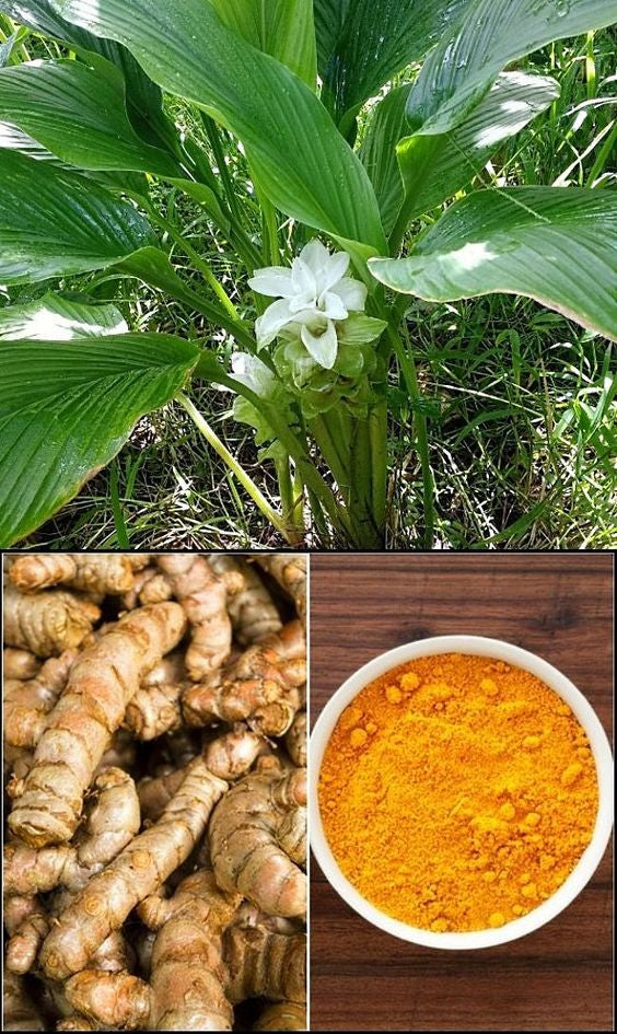 TUMERIC 200MM