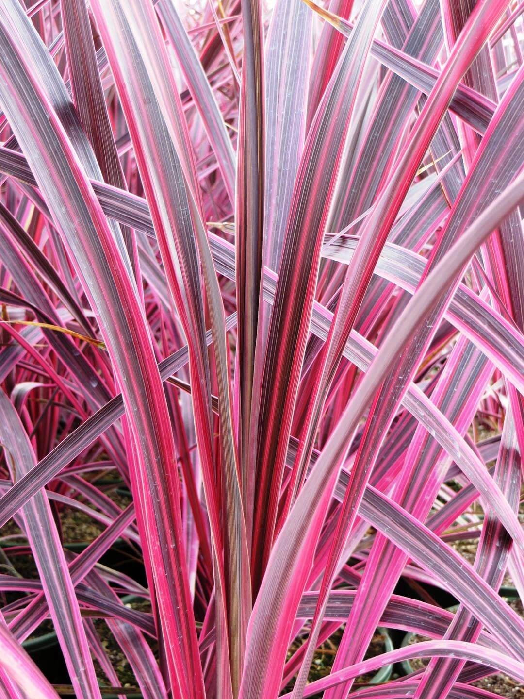 CORDYLINE ELECTRIC PINK