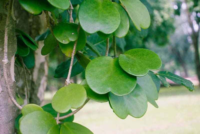 Hoya kerrii – Heart Leaf Hoya [Sz:150MM]