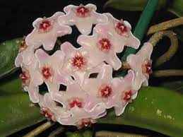 Hoya kerrii – Heart Leaf Hoya [Sz:150MM]