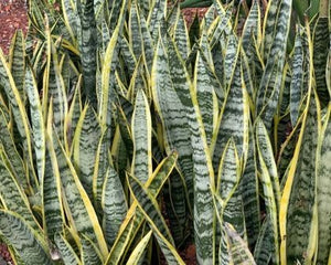 SANSEVIERIA MIL TONGUE 255MM