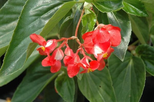 BEGONIA DRAGON WINGS 200MM