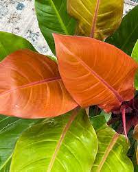 PHILODENDRON PRINCE OF ORANGE [Sz:140MM]