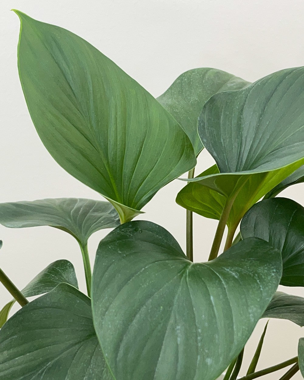 HOMALOMENA MAGGI [Sz:250MM]