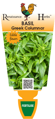 Basil Greek Columnar