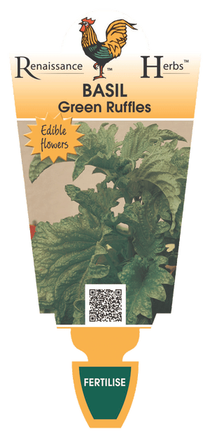 BASIL - GREEN RUFFLES