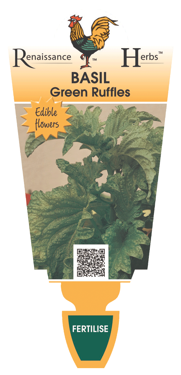 BASIL - GREEN RUFFLES