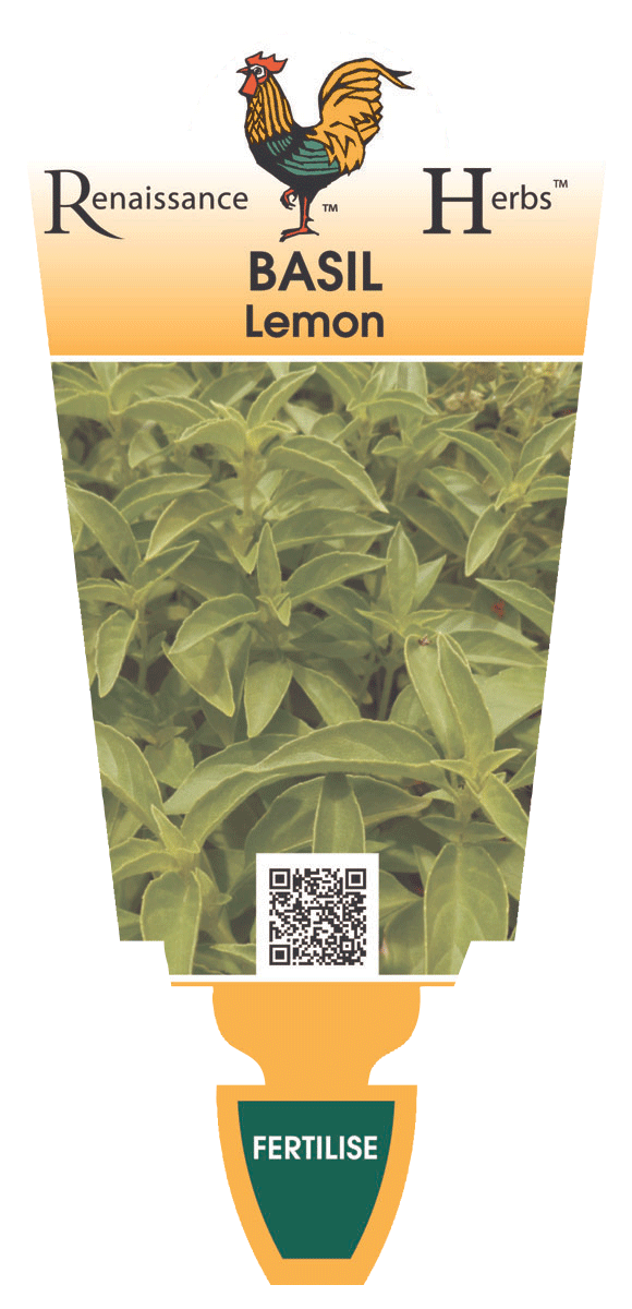 Basil Lemon