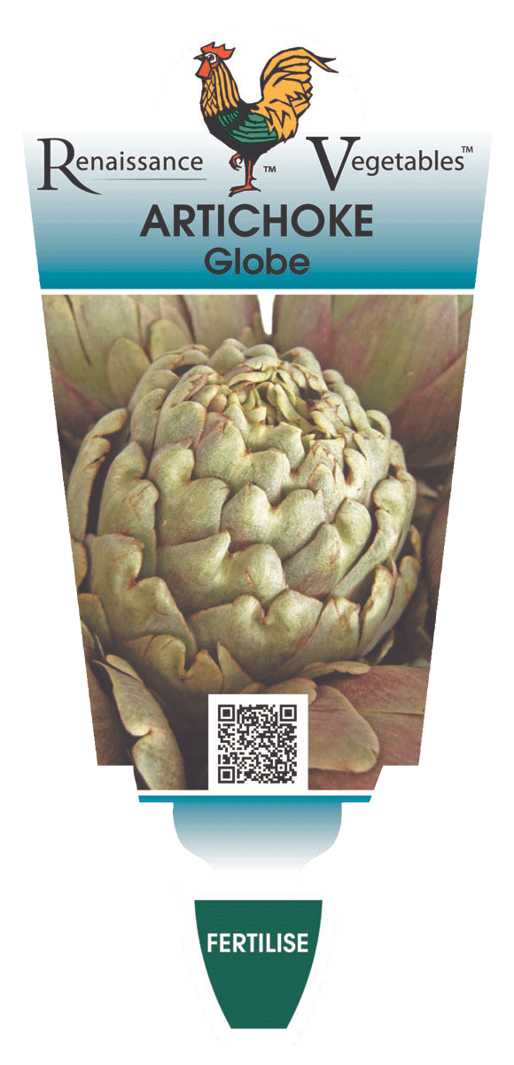 Artichoke Globe