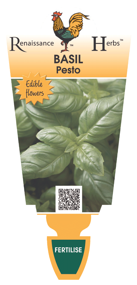 Basil Pesto