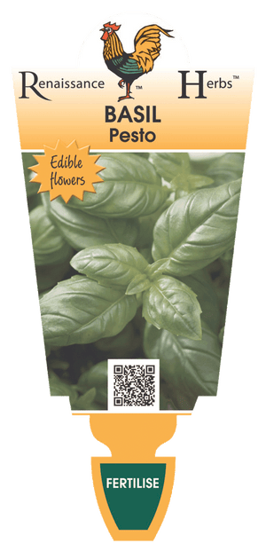 BASIL - PESTO