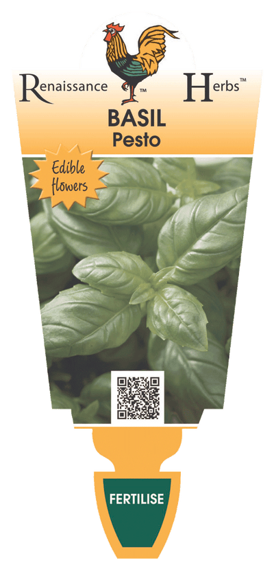 BASIL - PESTO