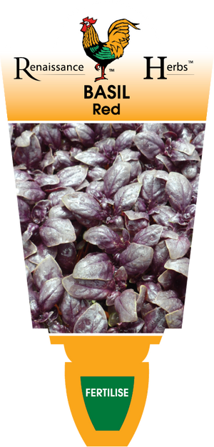 BASIL - RED