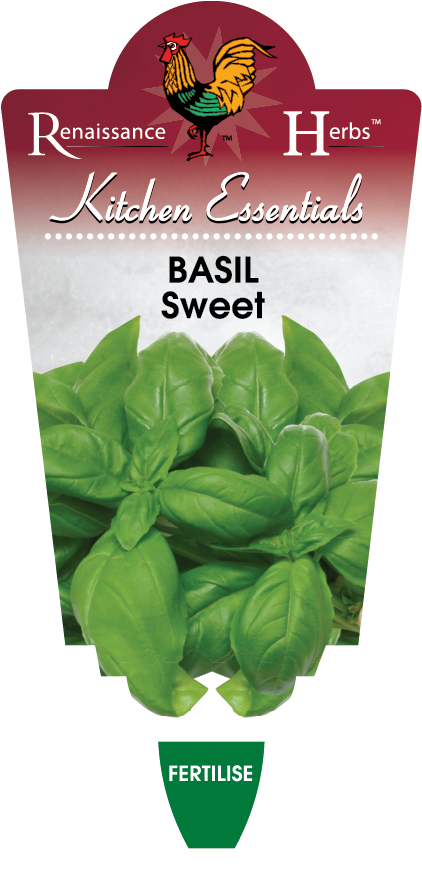 Basil sweet