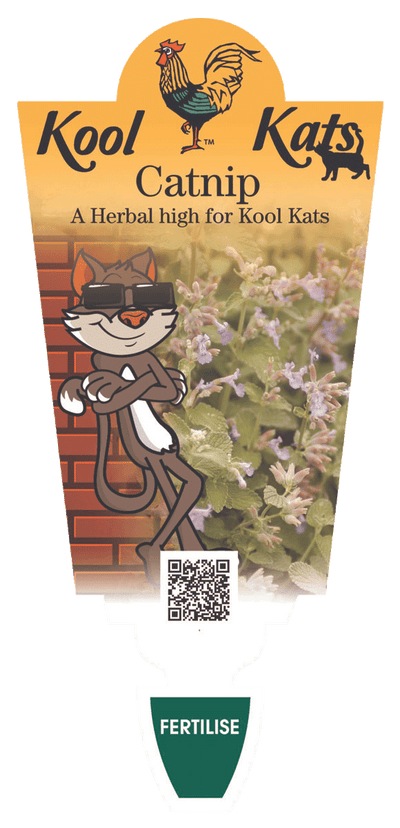Catnip