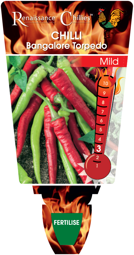 Chilli Bangalore Torpedo